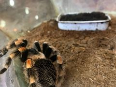 -上海大自然野生昆虫馆(东方明珠·爬宠昆虫探索中心)