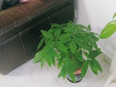 -南汇花鸟市场(上海浦东新花卉店)