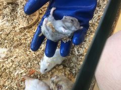 -怪兽屋·羊驼·猫咖·狗咖(俊华广场店)