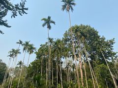 -中国科学院西双版纳热带植物园
