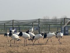 -盐城丹顶鹤湿地生态旅游区