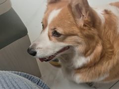-宠福鑫康馨动物医院·骨科·眼科