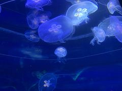 -芜湖新华联大白鲸海洋公园