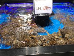 鲜活蓝龙虾-盒马鲜生(岭南新世界店)