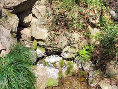 -杭州植物园
