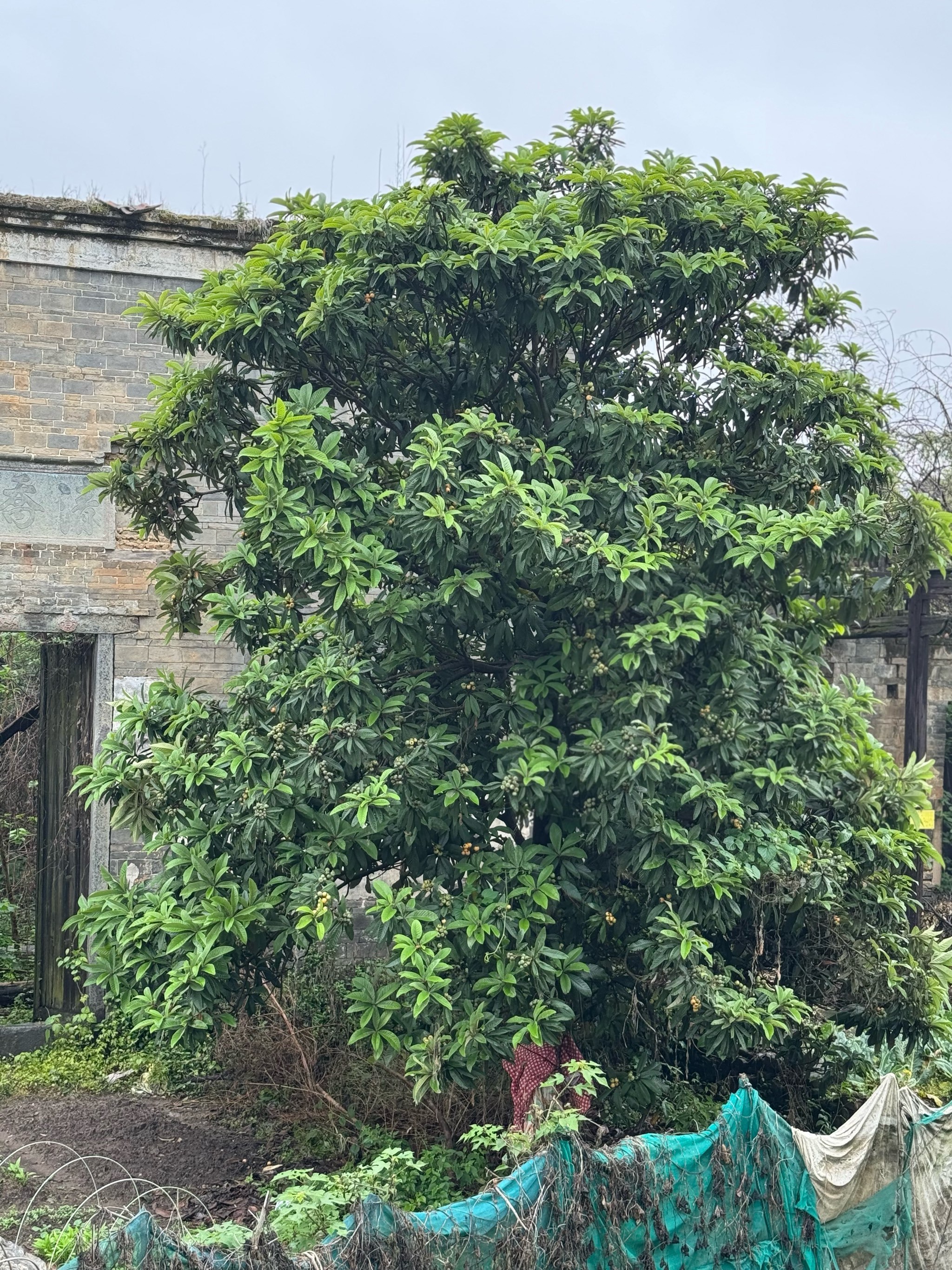 县城小院百年樟树