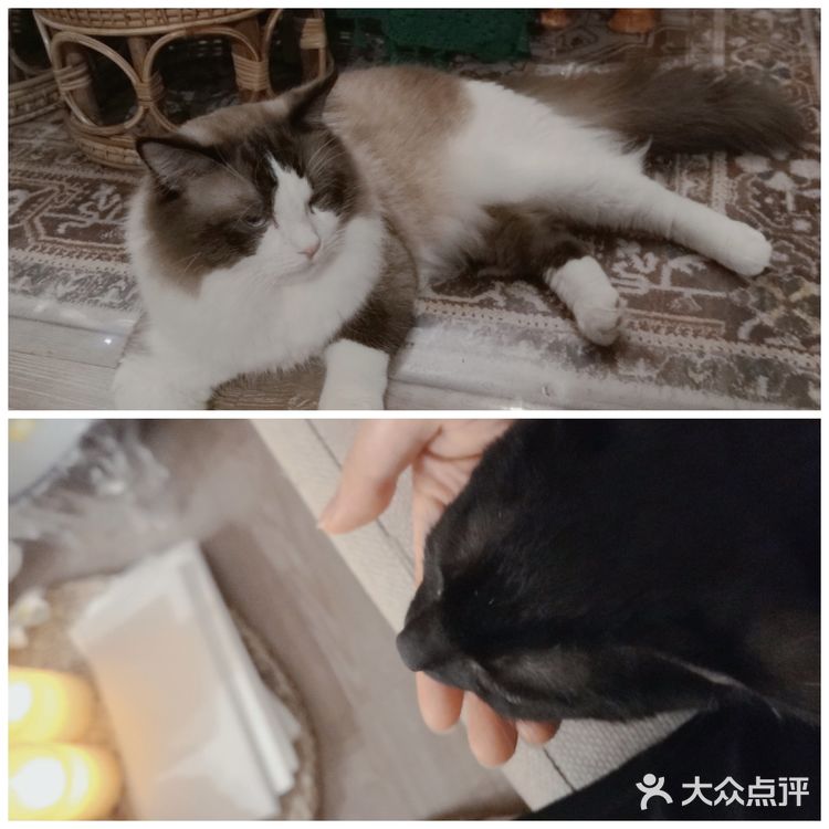 长沙还有可以撸猫🐱撸狗🐶的泰式按摩店❓