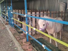 -紫海香堤香草艺术庄园