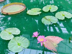 -中国科学院华南植物园