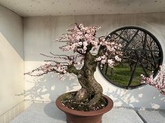 -香雪海