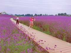 -紫颐香薰山谷景区