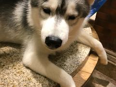 -more than meow吴止猫主题餐厅(承德 中船汇店)