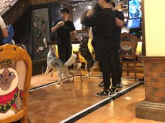 -more than meow吴止猫主题餐厅(承德 中船汇店)