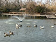 -溱湖国家湿地公园