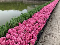 -上海鲜花港