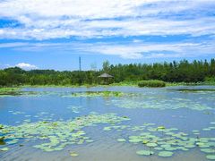 -渡海小渔村.老辈日照菜