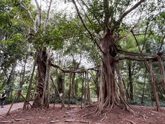 -中国科学院西双版纳热带植物园