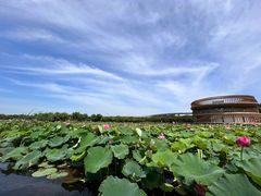 -荷塘月色湿地公园·向阳花洲