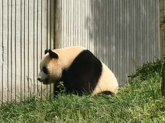 -都江堰中华大熊猫苑