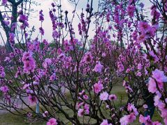 -广州莲花山旅游区