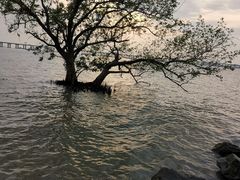 -宝安西湾红树林湿地公园