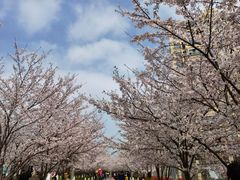 -高东镇樱花园