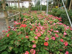 景点-观光南瓜园