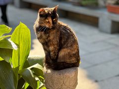 -龙华寺
