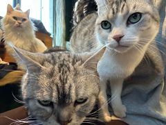 -猫猫幼稚园·撸猫·桌游·电玩