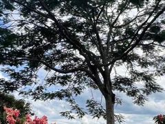 -中国科学院西双版纳热带植物园