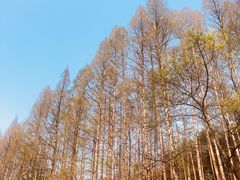 -虎跑公园