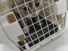 -瑞鹏宠物医院·骨外科·心肾科·肿瘤科(九亭店)