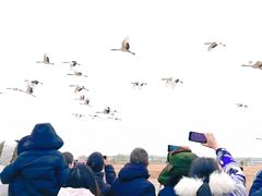 -盐城丹顶鹤湿地生态旅游区