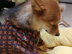 -逗柴咖啡屋·狗咖猫咖宠物桌游