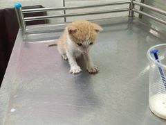 -动物缘宠物医院·骨科·猫科(西二环店)