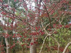 -梧桐山风景名胜区