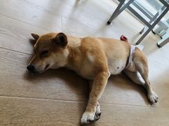 -南京Hallo宠物乐园·哈罗犬舍·柴犬繁育基地