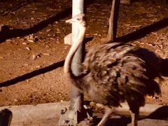 -清迈夜间动物园