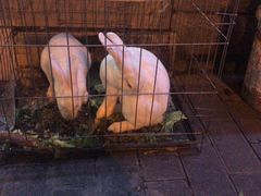 -魏家凉皮(文景路店)