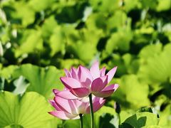 -滆湖低碳生态公园