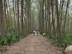 -合肥滨湖国家森林公园