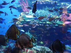 -迪拜帆船酒店海底餐厅