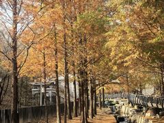-白水寺森林公园