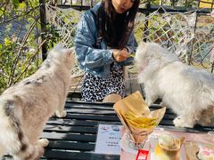 -喵屿·大理花园猫咖