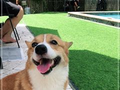 -汪说喵讲宠物乐园宠物酒店(红星美凯龙店)