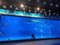 -烟台海昌鲸鲨海洋公园