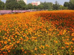 -蟹芆三馄饨