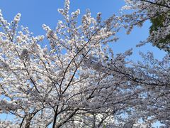 -高东镇樱花园