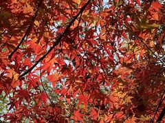 -十八棵（老龙井）御茶园(老龙井店)