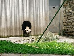 -卧龙中华大熊猫苑神树坪基地